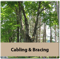 cabeling & bracing services